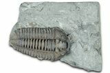 Prone Flexicalymene Trilobite - Mt Orab, Ohio #329787-1